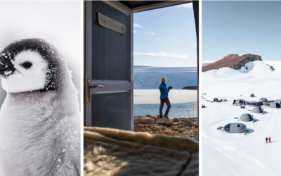 A White Christmas at Whichaway with White Desert