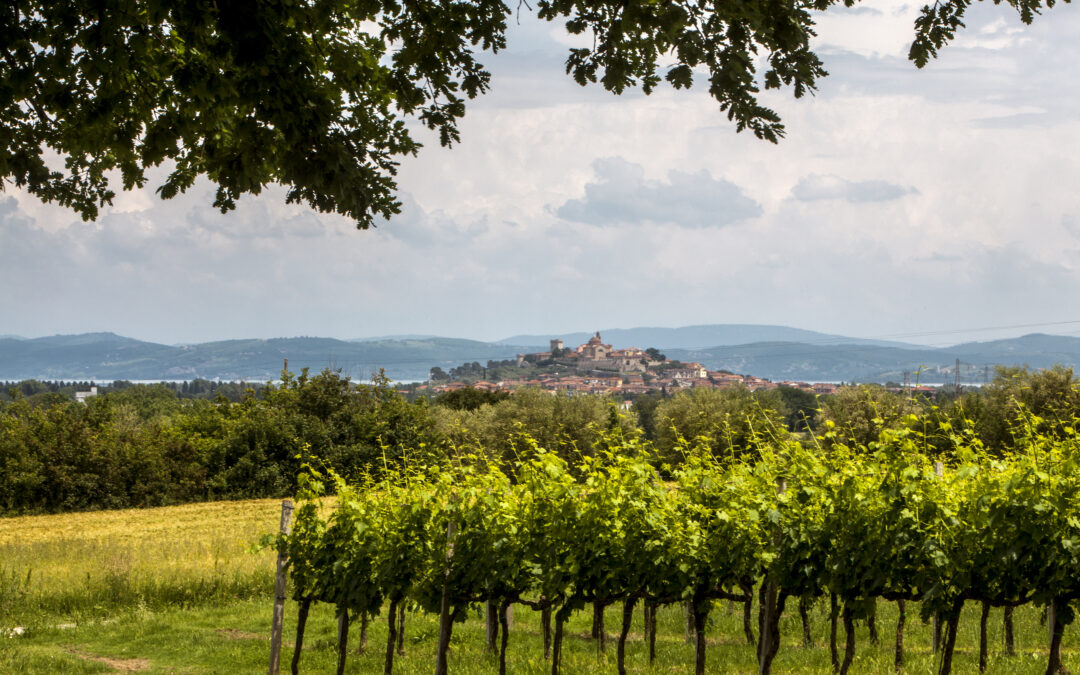 The 2025 Vinitaly Report for Umbriatop