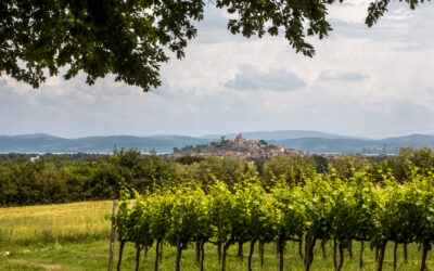 The 2025 Vinitaly Report for Umbriatop