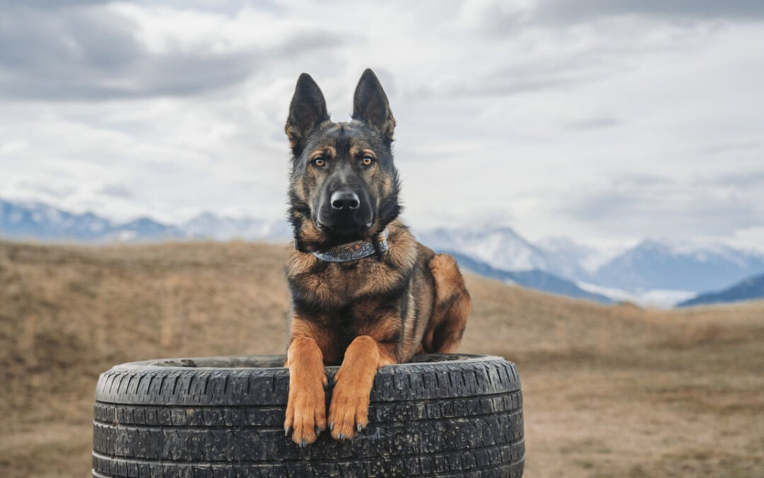 Ultra-Wealthy Prep for ‘End-of-Days’ with Luxury & Technology