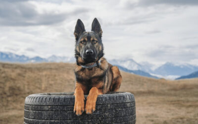 Ultra-Wealthy Prep for ‘End-of-Days’ with Luxury & Technology