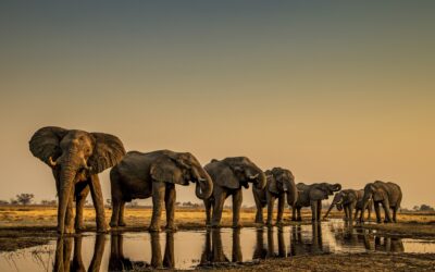 ‘Wild Eye: A Life in Photographs’