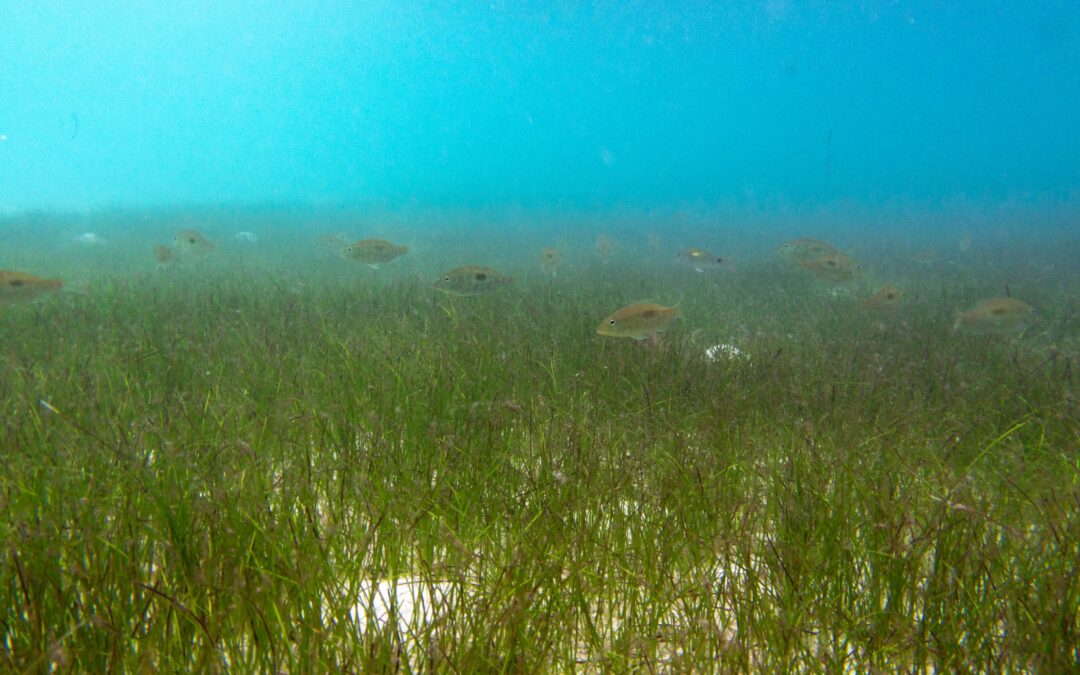 Save Our Seagrass !
