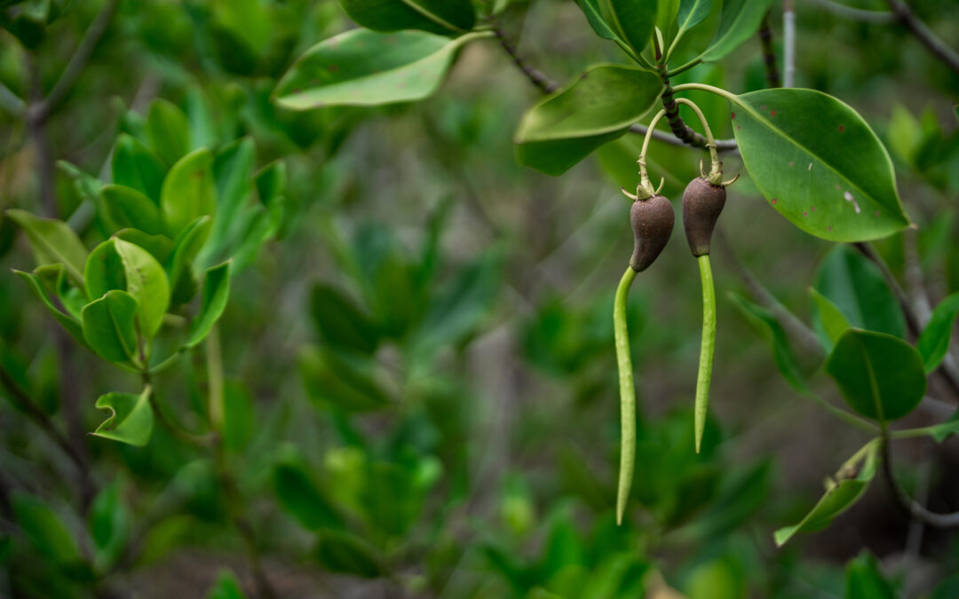 Chiva-Som Resorts Celebrate International Mangrove Day