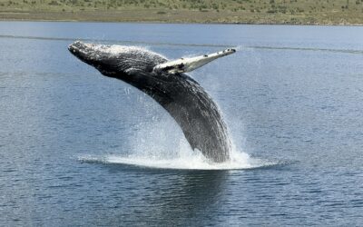 Meet the Whales of North Iceland
