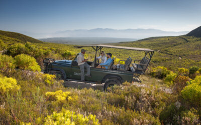 Superbloom Season: Witness a spectacular once-in-two-decades fynbos revival